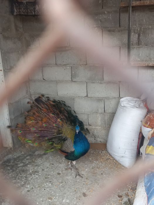 Павлины парочка 200000