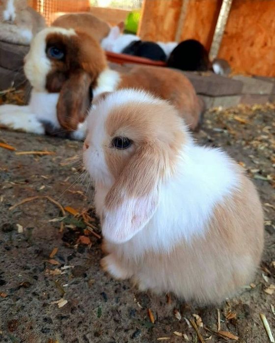 Продается карликовый баран кролики разные цвета