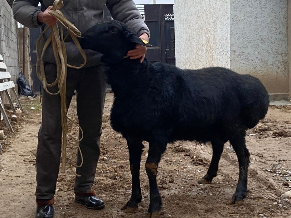 Арашан қошқар гисары қошқар сатылады