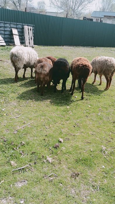 Бараны ягнята тохты