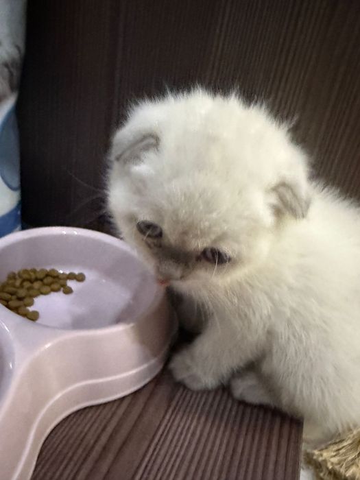 Шотландская вислоухая