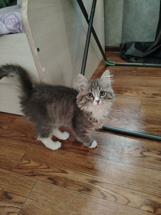 отдам котёнка в добрые руки