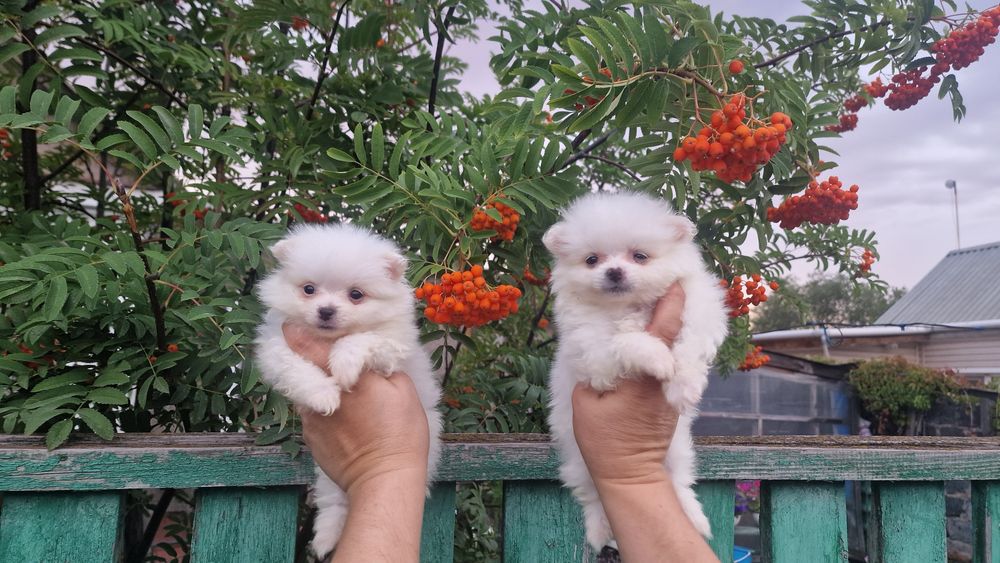 Продам кремовых щенков шпица