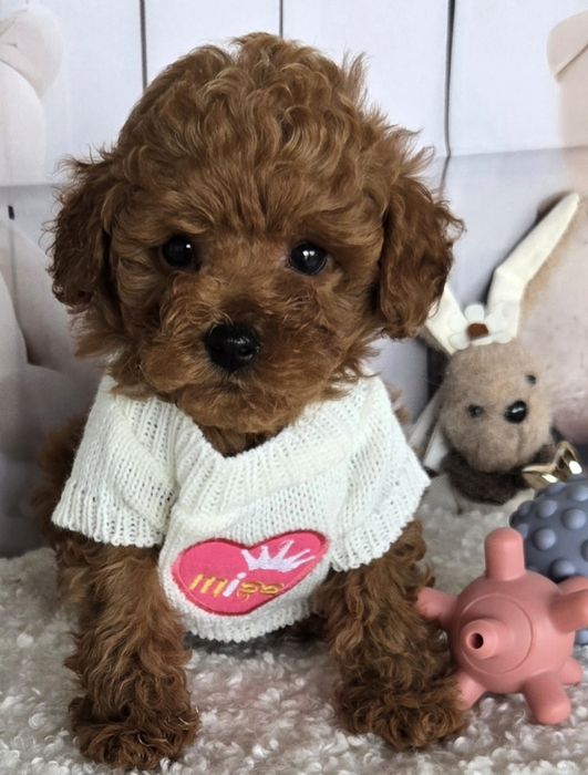 Пудел той /Poodle toy с генетични тестове на родителите / родословие