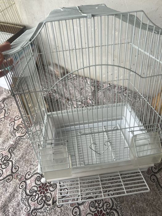 Попугай в хороших руках