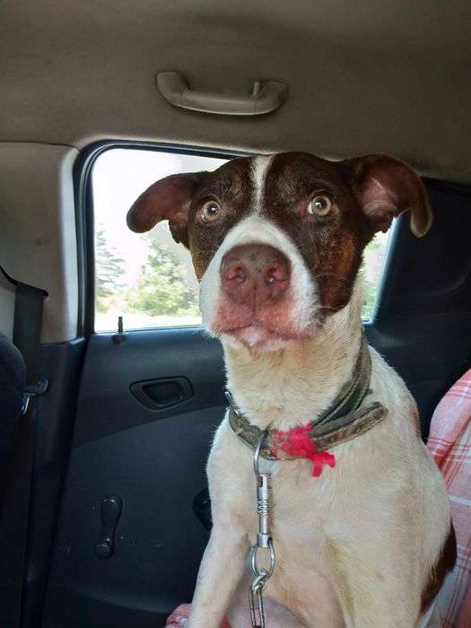 Пидбулл метис Стафор Продается