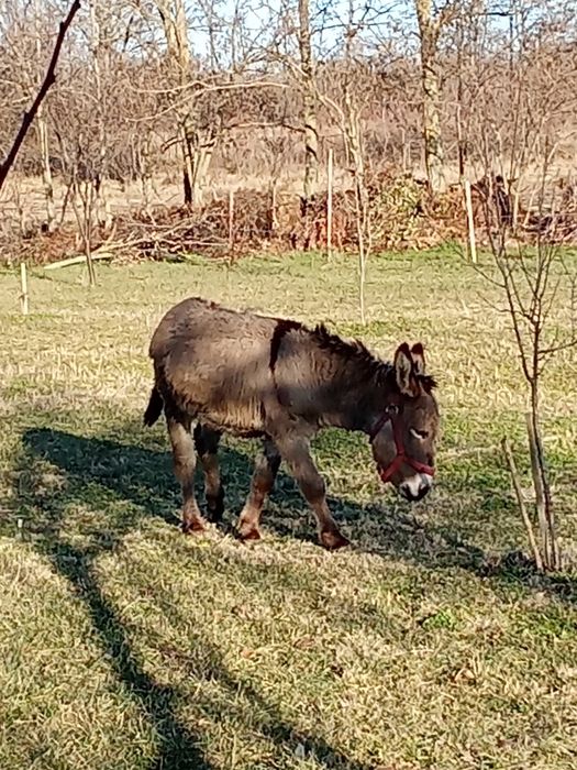 Vând măgar tânăr