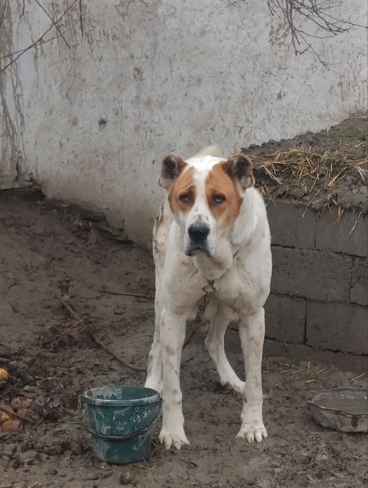 Alabay sotiladi katta narsa