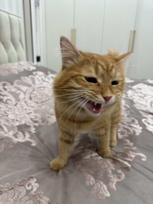Мейн кун котенок