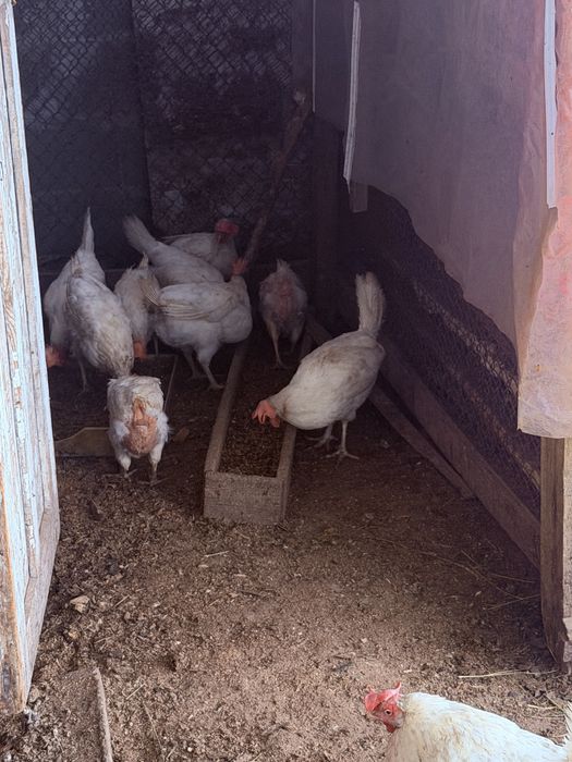 Продадим Курей несушек