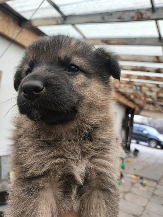 Отдам щенков мальчиков