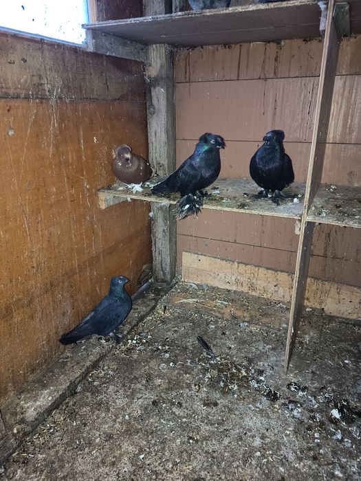 Porumbei diferite rase