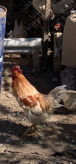 Кораз сатамын 4000тг