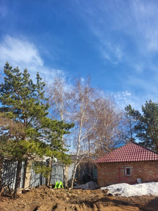 Деревья, сосны и березы