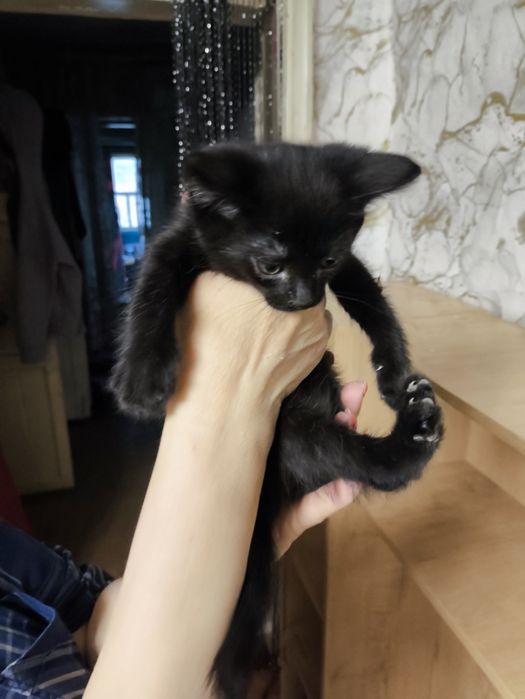 Котёнок (мальчик)