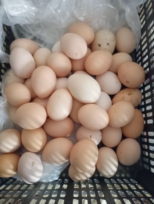 Курк учун тухум бор