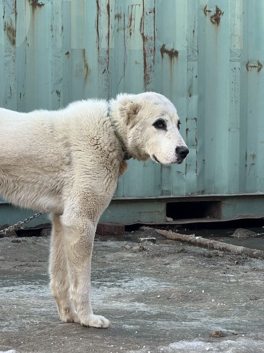Продам алабай ургашы 7 айлык