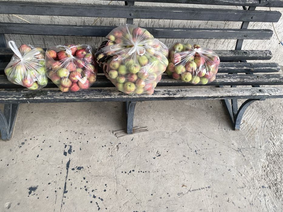 Продам свежие домашние яблоки