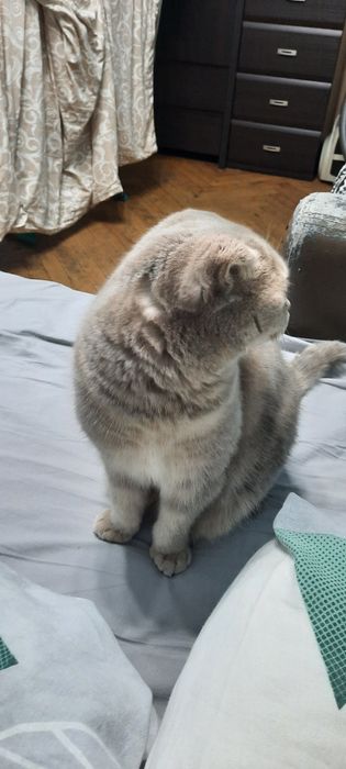 Кошка британская веслоухая