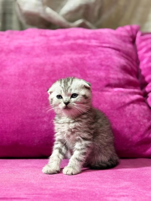 Продам котят британцев