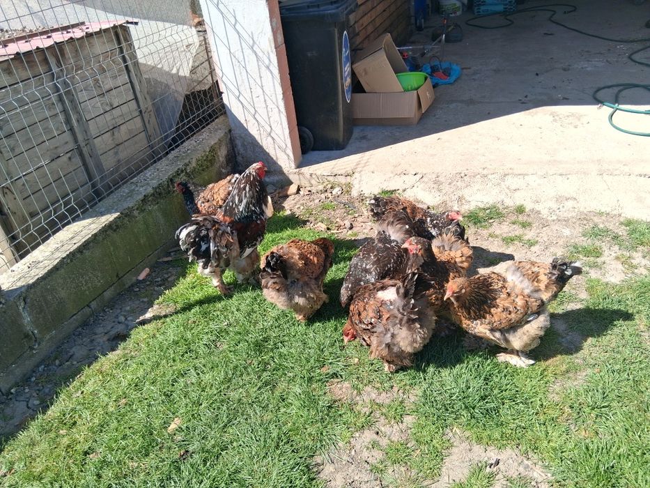 De vânzare găini brahma