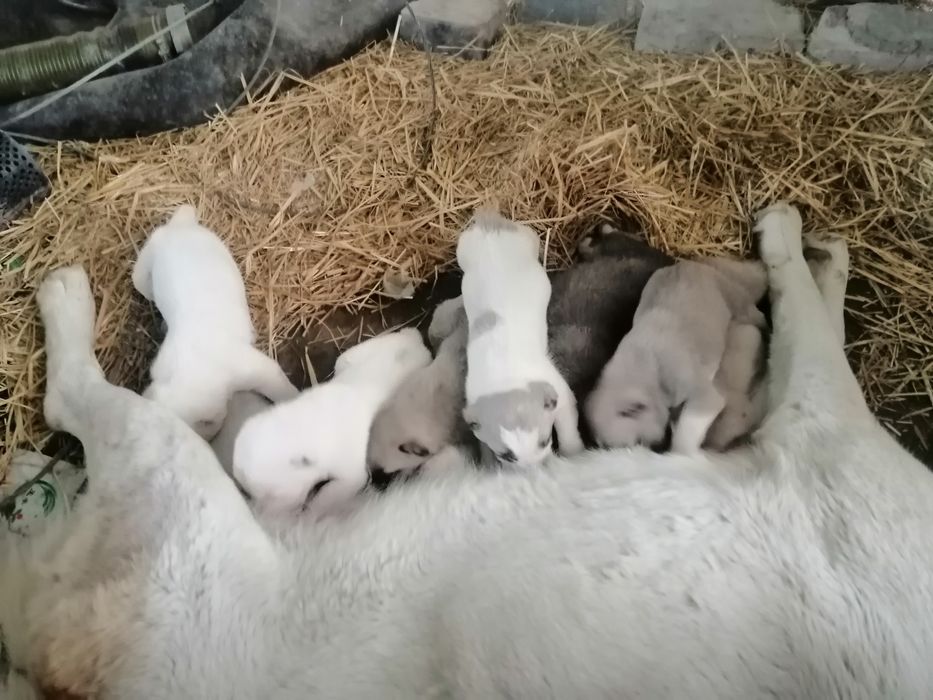 Alabay kuchuklar sotiladi toza qonli ota onalari katta alabaylar