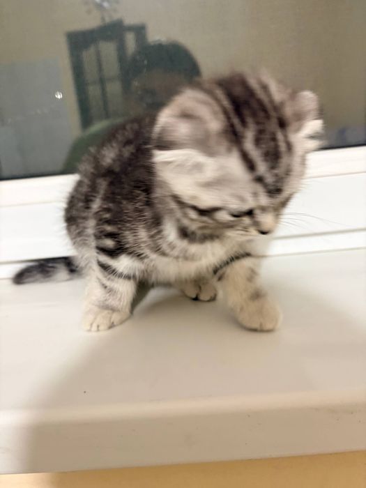 2 малчик 1 девочка