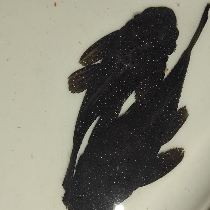 номерные сомы 181  пара