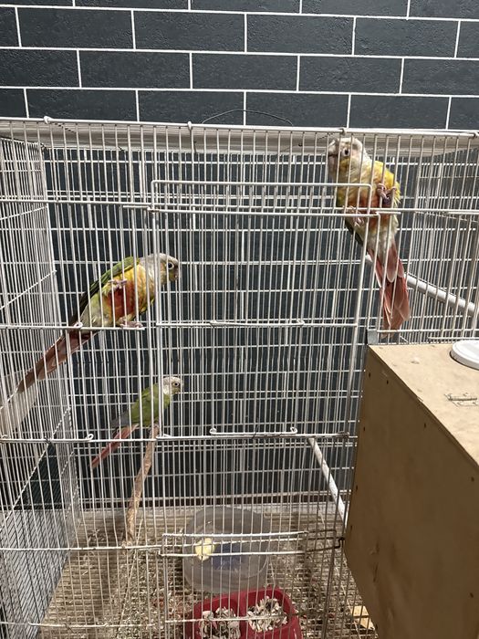 Перрура попугай сотилади  3 пар