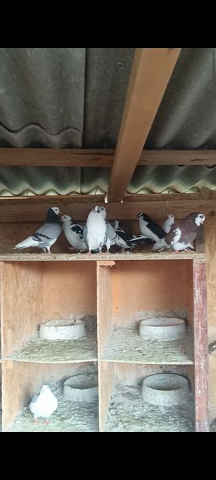 Porumbei ornamentali și jucători