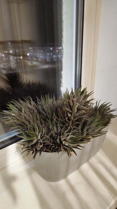 Недорого продам  комнатные цветы