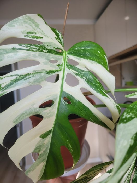 Монстера альба вариегантная