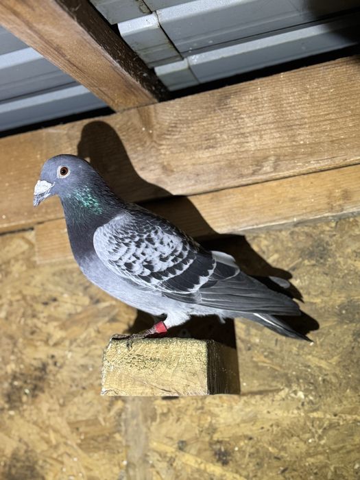 Vand porumbei voiajori