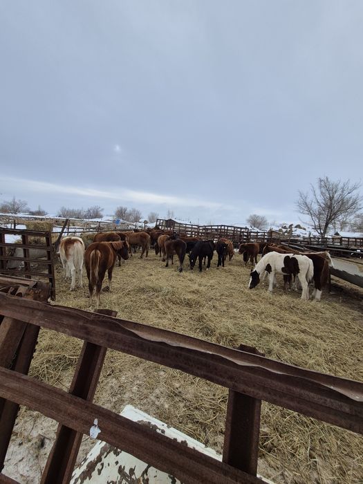 100 бас жабағы сатылады