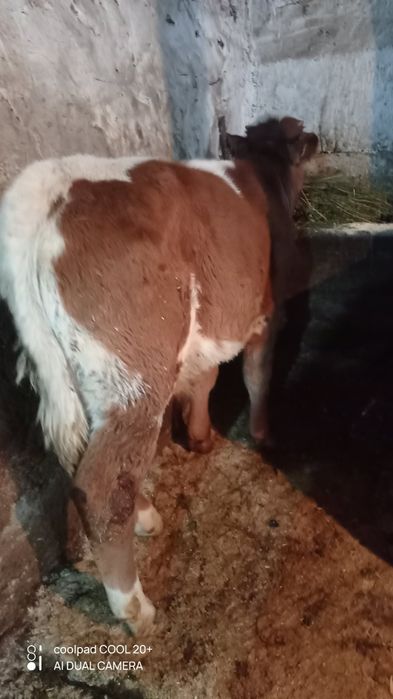 vând tauras de 3 luni jumătate