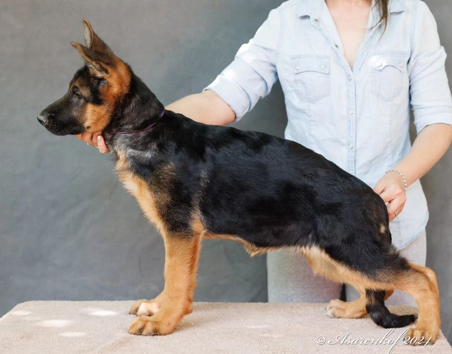 Немецкая овчарка щенки.