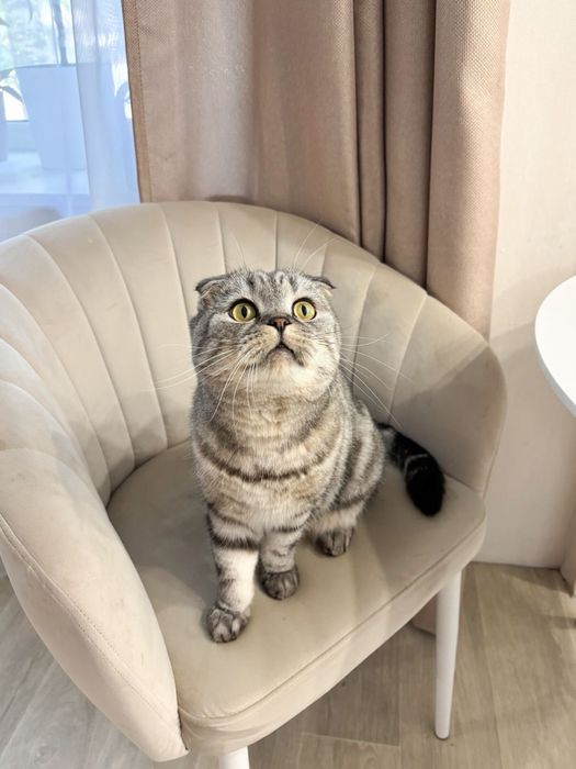 Котик шотландец вислоухий (котенок)