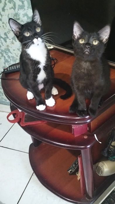 Отдам котят в хорошие руки
