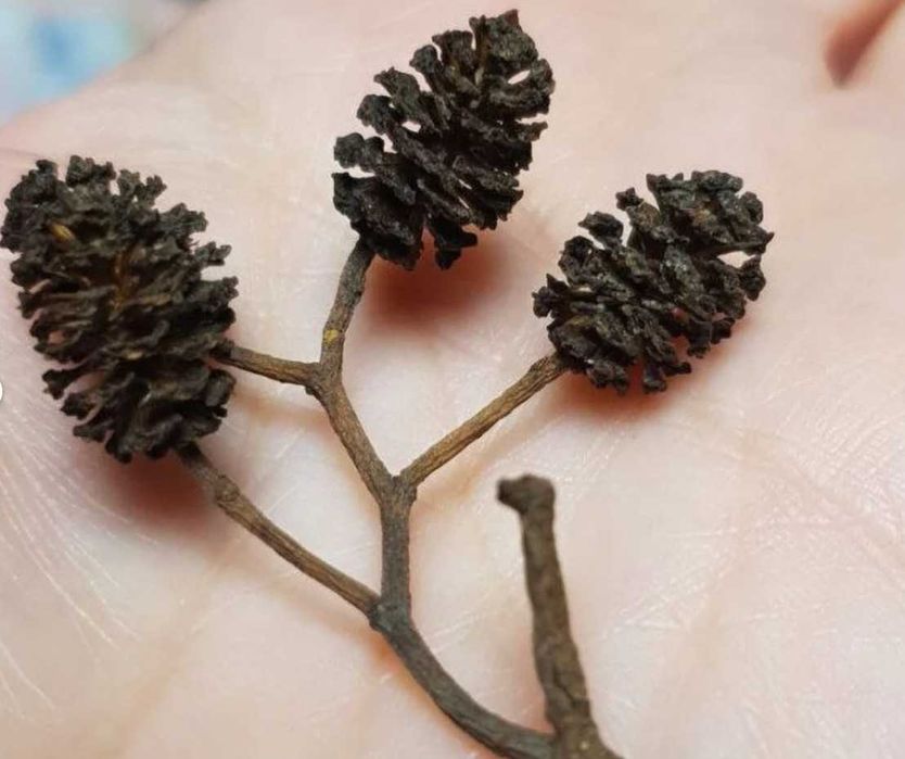 100 + 20 gratis - Conuri Arin, benefice pentru acvariu