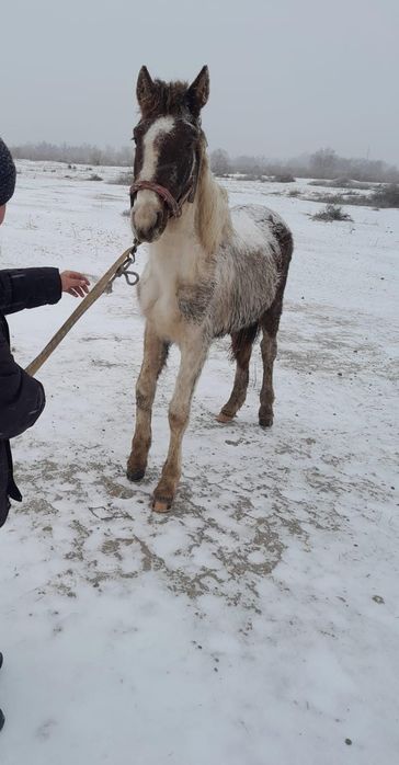 Жылкы сатам 550мын