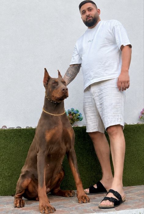 Европейски доберман  European Doberman