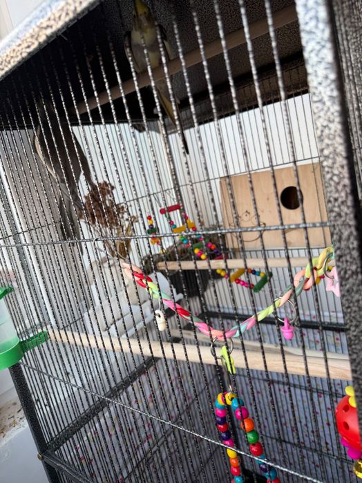 Papagali nimfe cu colivie