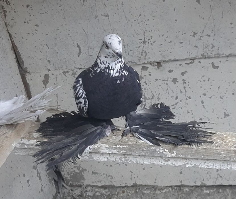 Продам Сочиху голубку