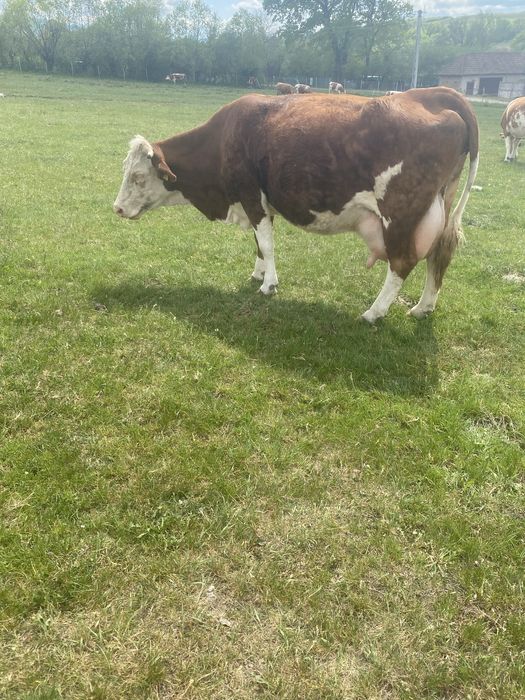 Vaca baltata romaneasca