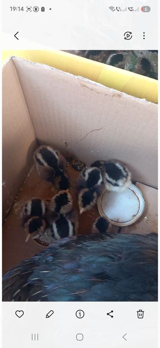 Pui Araucana potarnachiu