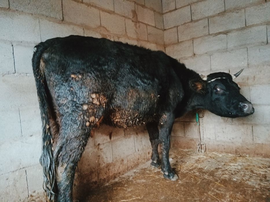 Құнажын сатылады