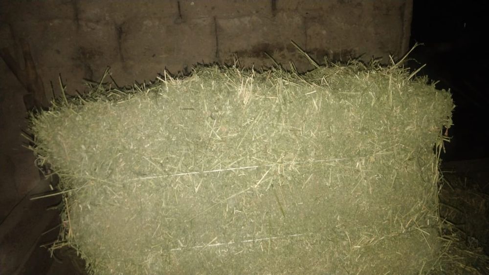 Жоңышқа пресс 100шт