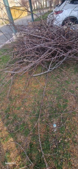 Утин Шох текинга олинг