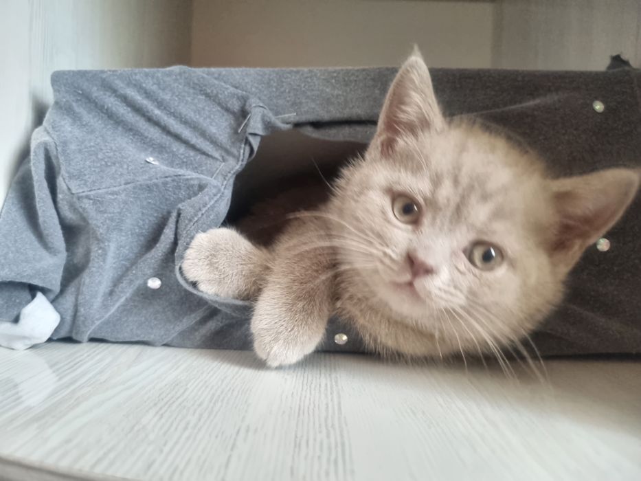 Котёнок Скотиш Страйт