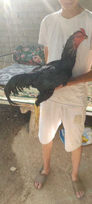 Nasoslar bilan porno tomosha qiling